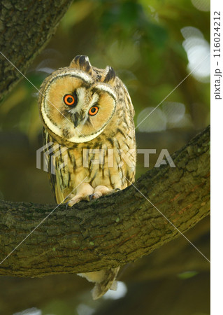雑木林や里山で暮らす耳が長く愛嬌あるかわいらしいフクロウの仲間、トラフズク 116024212