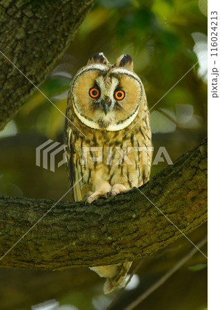 雑木林や里山で暮らす耳が長く愛嬌あるかわいらしいフクロウの仲間、トラフズク 116024213
