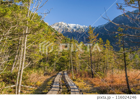 秋の上高地《朝景色》岳沢湿原周辺の遊歩道 116024246