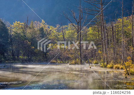 秋の上高地《朝景色》朝もやの岳沢湿原 秋の上高地《朝景色》朝もやの岳沢湿原 116024256