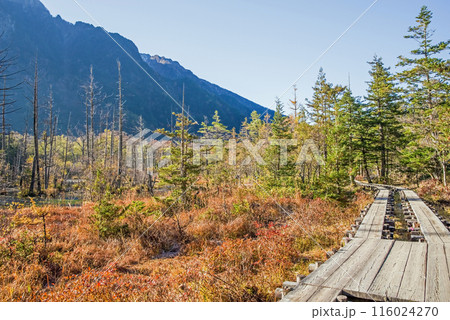 秋の上高地《朝景色》岳沢湿原周辺の遊歩道 116024270