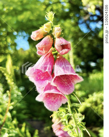 ピンク色のジギタリス 116024386