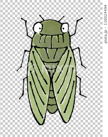 Cicada (Cicada, Cicada) 116024494