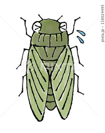 困るミンミンゼミ(ヒグラシ、ツクツクボウシ) 困るミンミンゼミ(ヒグラシ、ツクツクボウシ) 116024495