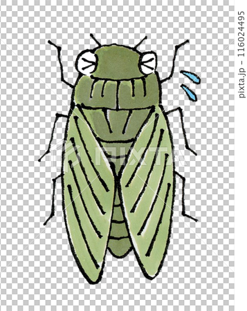 困るミンミンゼミ(ヒグラシ、ツクツクボウシ) 困るミンミンゼミ(ヒグラシ、ツクツクボウシ) 116024495