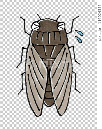 Troubled Cicada 116024533