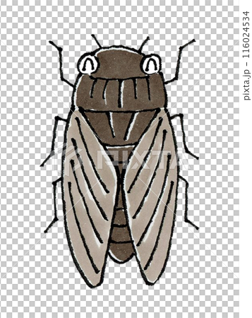 Happy cicada 116024534