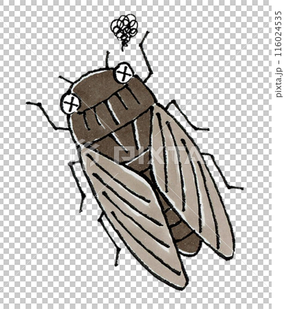 A dying cicada 116024535