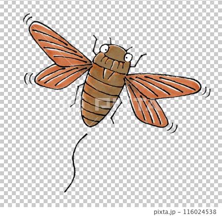 飛ぶアブラゼミ 116024538