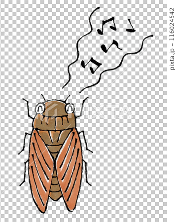 Brown cicadas chirping happily Brown cicadas chirping happily 116024542