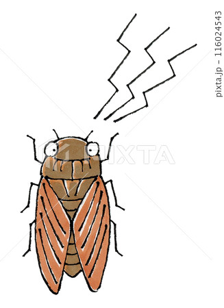 鳴くアブラゼミ 鳴くアブラゼミ 116024543