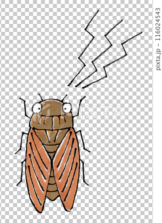 鳴くアブラゼミ 鳴くアブラゼミ 116024543