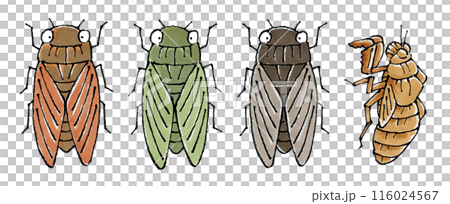 Cicada set (brown cicada, minmin cicada, brown cicada, shell) 116024567