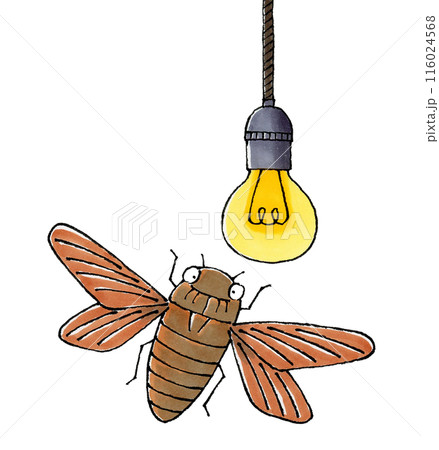 電球に向かって飛ぶアブラゼミ 電球に向かって飛ぶアブラゼミ 116024568