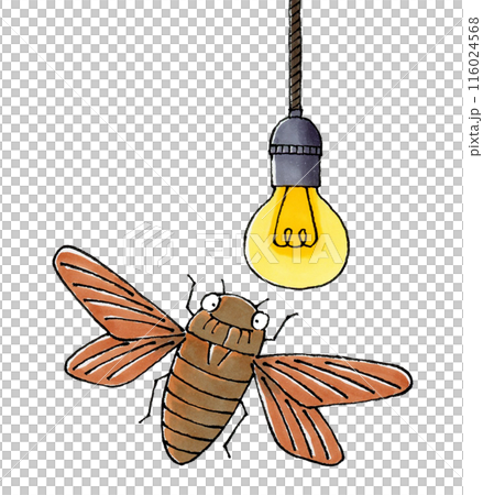 電球に向かって飛ぶアブラゼミ 電球に向かって飛ぶアブラゼミ 116024568