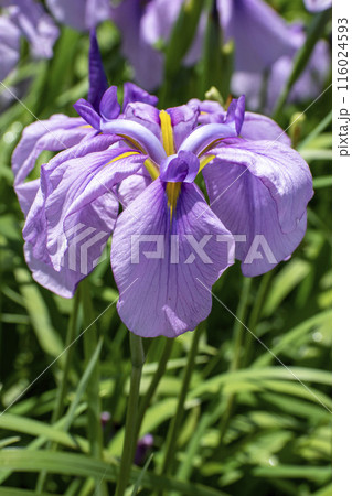薄紫の花菖蒲 116024593