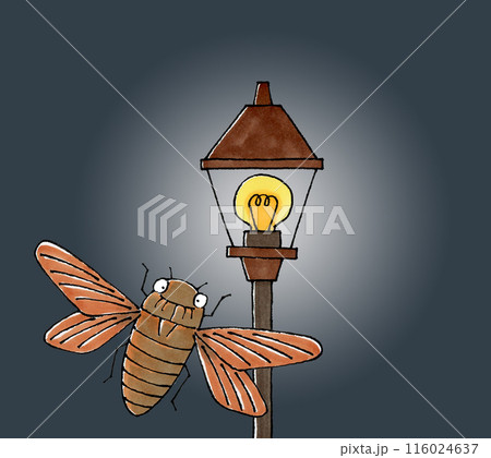 街灯に向かって飛ぶアブラゼミ 116024637