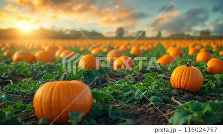 Orange pumpkins in field, harvest season on farm, harvested pumpkins during autumn sunset 116024757
