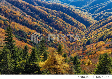 破風山・雁坂峠から見る紅葉の山肌 破風山・雁坂峠から見る紅葉の山肌 116024927