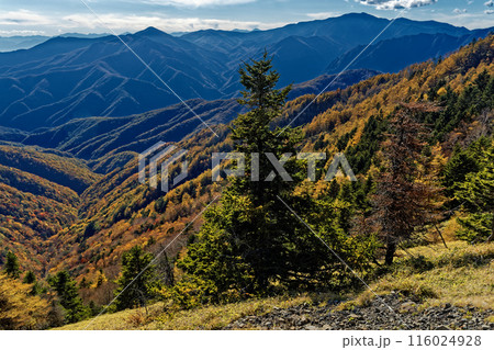 奥秩父縦走路・雁坂峠から見る紅葉の山肌と黒金山・国師ヶ岳 116024928