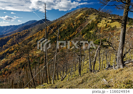 奥秩父縦走路・雁坂峠から見る紅葉の山並み 奥秩父縦走路・雁坂峠から見る紅葉の山並み 116024934
