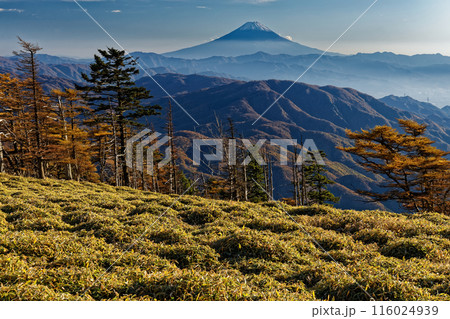 秋の奥秩父縦走路・古礼山から見る富士山 秋の奥秩父縦走路・古礼山から見る富士山 116024939