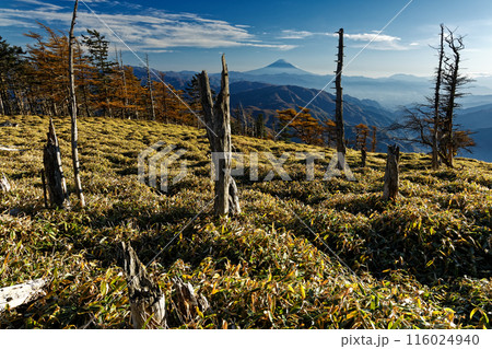 秋の奥秩父縦走路・古礼山から見る富士山 秋の奥秩父縦走路・古礼山から見る富士山 116024940