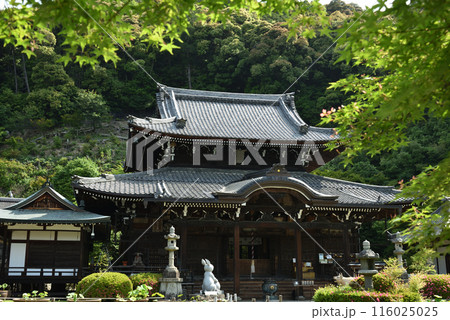 緑に囲まれた 三室戸寺 本堂 緑に囲まれた 三室戸寺 本堂 116025025