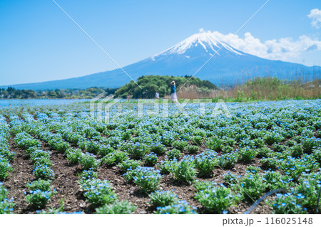 河口湖から見る美しい富士山 河口湖から見る美しい富士山 116025148