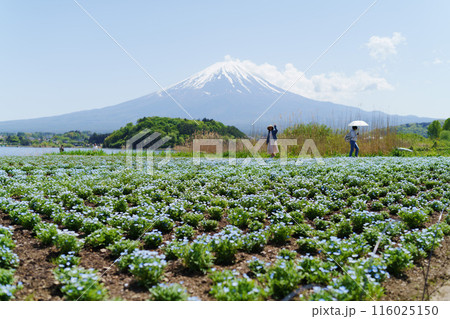 河口湖から見る美しい富士山 河口湖から見る美しい富士山 116025150