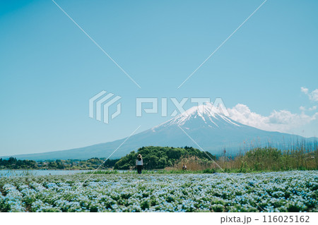河口湖から見る美しい富士山 116025162