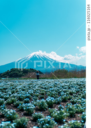 河口湖から見る美しい富士山 116025164