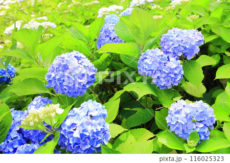 【香川県】梅雨時期の国営讃岐まんのう公園(紫陽花) 【香川県】梅雨時期の国営讃岐まんのう公園(紫陽花) 116025323