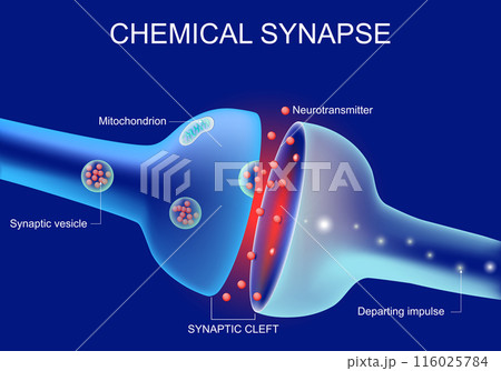 Close-up of a Synaptic cleft, chemical synapse, synaptic vesicle, Neurotransmitter 116025784