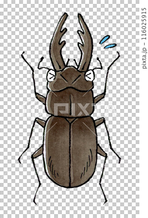 困るクワガタムシ(オス) 116025915