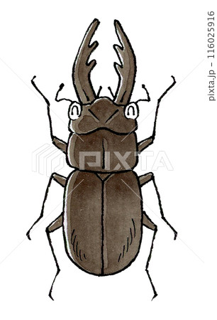 喜ぶクワガタムシ(オス) 116025916