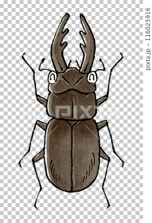 喜ぶクワガタムシ(オス) 116025916