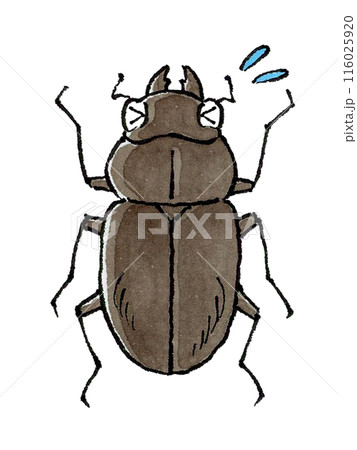 困るクワガタムシ(メス) 116025920
