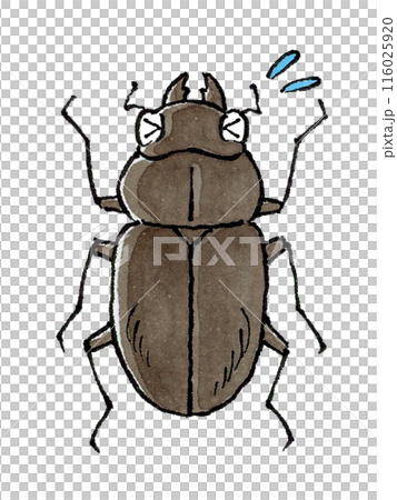 困るクワガタムシ(メス) 116025920