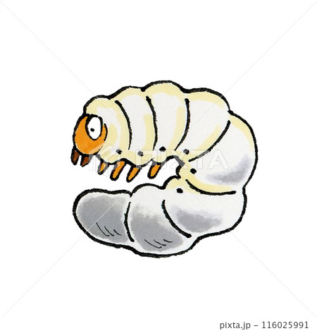 クワガタムシの幼虫 116025991