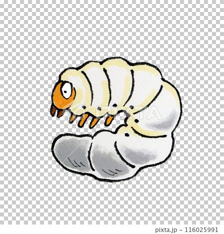 鍬蟲幼蟲 116025991