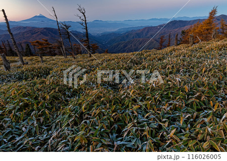 奥秩父主脈縦走路・古礼山から見る夜明けの富士山 116026005