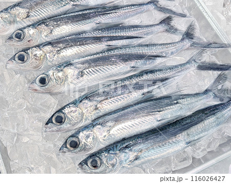 魚屋で売られているトビウオ 魚屋で売られているトビウオ 116026427