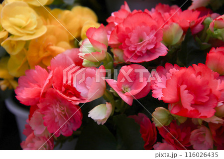 色鮮やかなベゴニア⑤ 色鮮やかなベゴニア⑤ 116026435