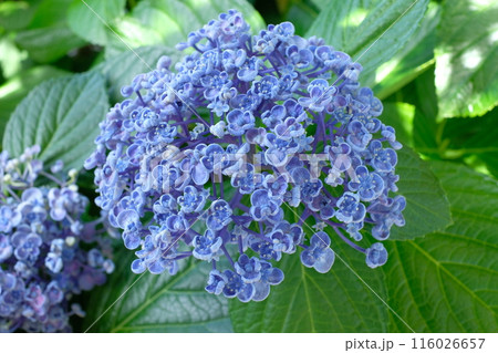 ブルーのオタフクアジサイ 116026657
