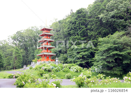 紫陽花の金剛寺 五重塔 (兵庫県 三木市) 紫陽花の金剛寺 五重塔 (兵庫県 三木市) 116026854