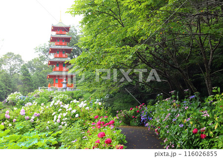 紫陽花の金剛寺 五重塔 （兵庫県 三木市） 116026855