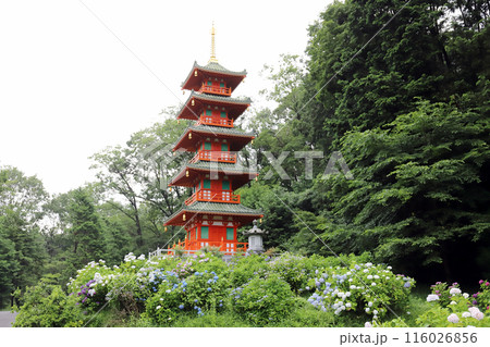 紫陽花の金剛寺 五重塔 (兵庫県 三木市) 紫陽花の金剛寺 五重塔 (兵庫県 三木市) 116026856