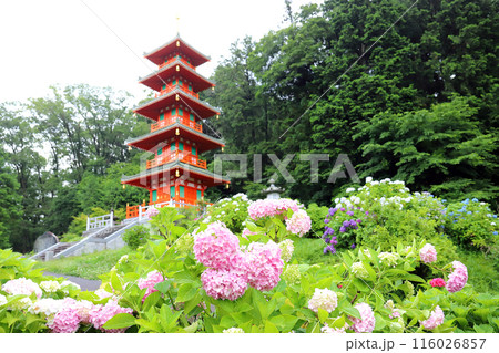 紫陽花の金剛寺 五重塔 （兵庫県 三木市） 116026857