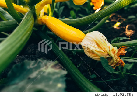 Small zucchinis in the home garden Small zucchinis in the home garden 116026895